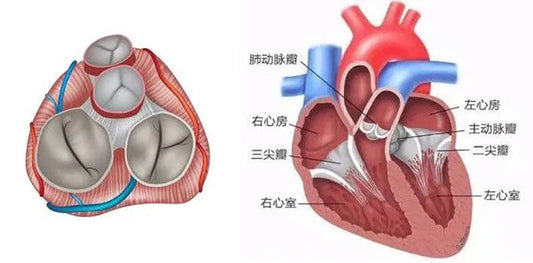Beijing Anzhen Hospital: Surgical Logic Behind Single-Incision Minimally Invasive Triple Valve Surgery