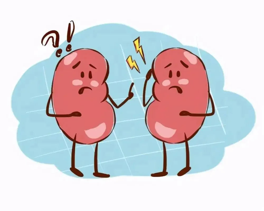 Pay attention to these signals, you may have kidney disease👩⚕️ - WISHCA